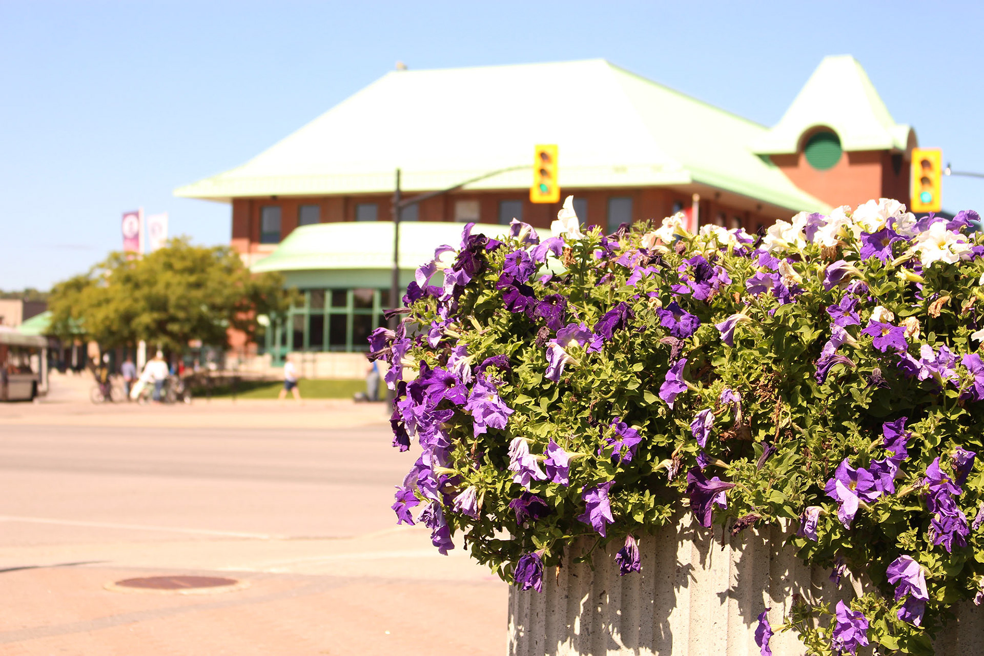 flowers in focus at the bus station